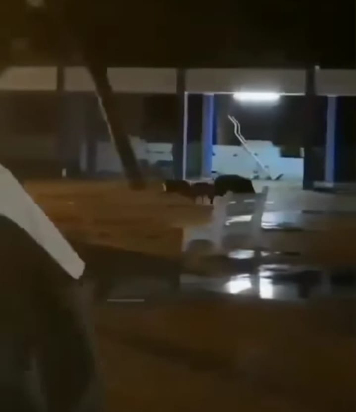 الخنزير يستبيح المؤسسات التربوية في منزل بورقيبة